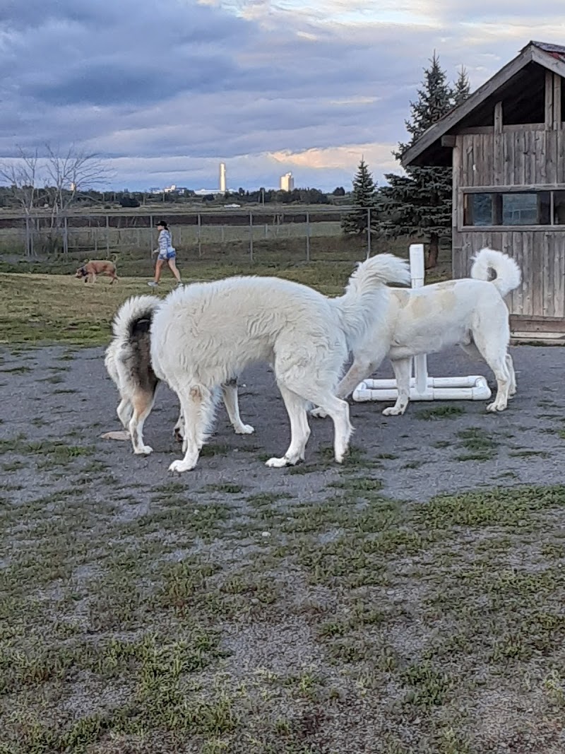 Isaac's Run Dog Park dog park in Riverview, New Brunswick