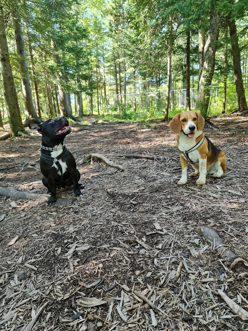 Centennial Park Dog Park dog park in Moncton, New Brunswick