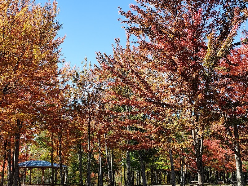 Centennial Park Dog Park dog park in Moncton, New Brunswick