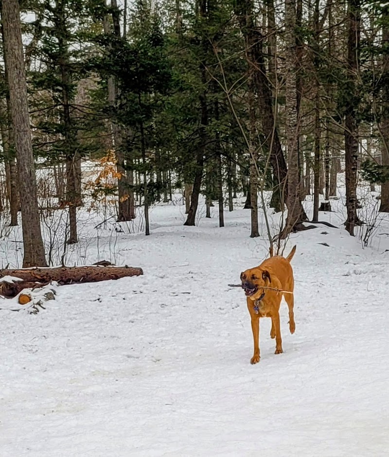 Centennial Park Dog Park dog park in Moncton, New Brunswick