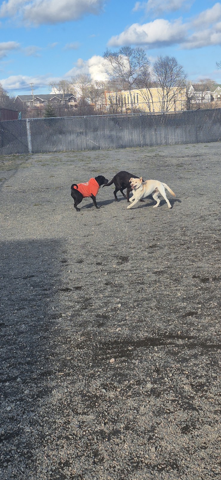 JDI Westside Community Dog Park dog park in Saint John, New Brunswick