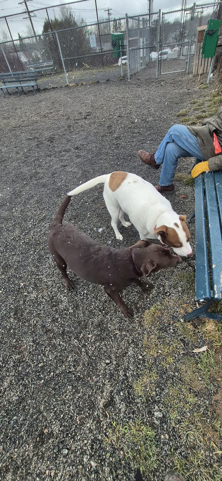 JDI Westside Community Dog Park dog park in Saint John, New Brunswick