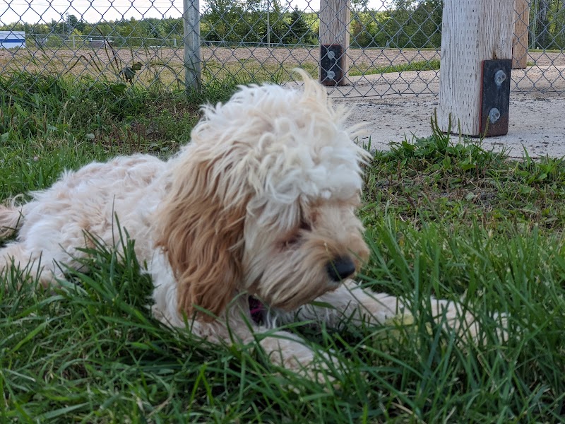 Knowledge Park Dog Park dog park in Fredericton, New Brunswick