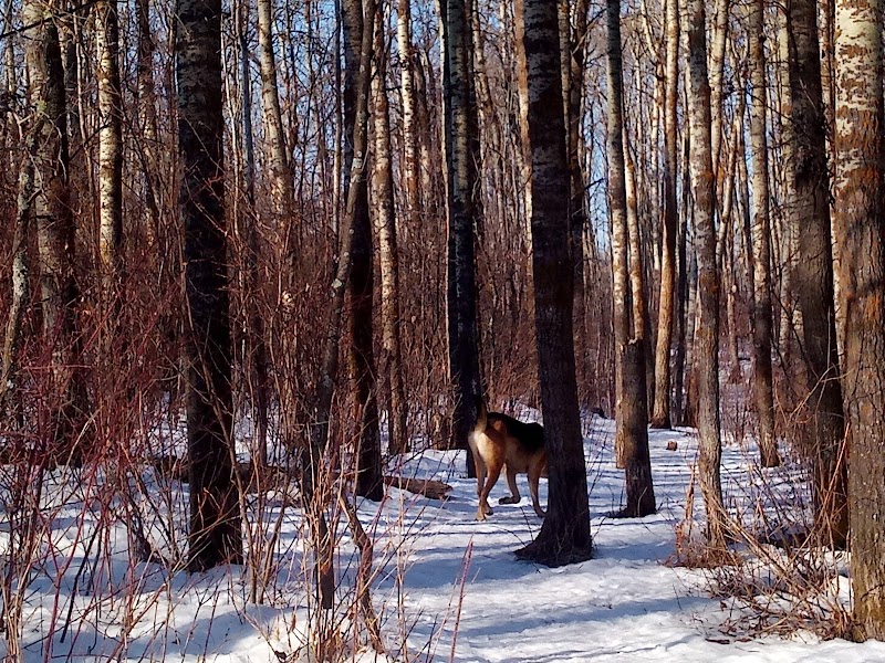Deermound off-leash dog park dog park in Sherwood Park, Alberta