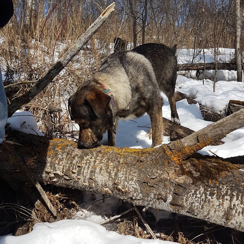 Deermound off-leash dog park dog park in Sherwood Park, Alberta