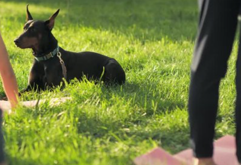 Alberta Ave Dog Park dog park in Edmonton, Alberta