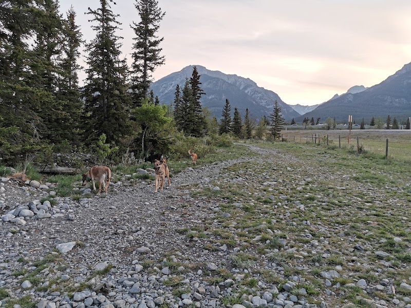Canmore Off Leash Dog Area dog park in Canmore, Alberta