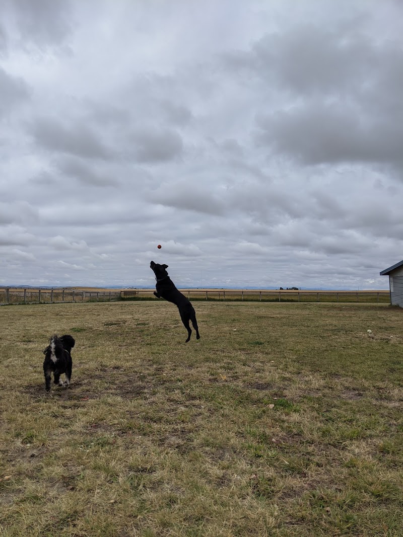 Barrett Off-Leash Area dog park in Rocky View County, Alberta