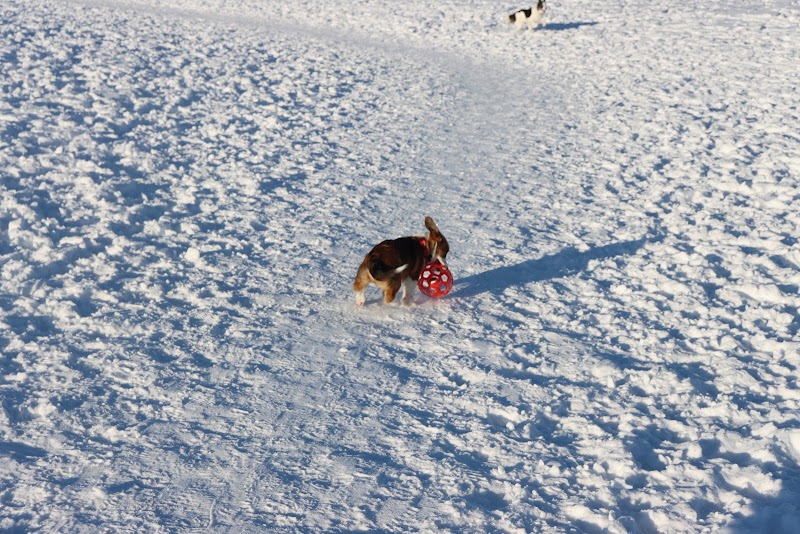 Umbach Off-Leash Dog Park dog park in Stony Plain, Alberta