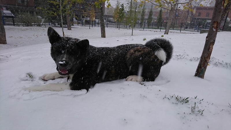 Connaught Off-Leash Dog Park - fenced in dog park in Calgary, Alberta