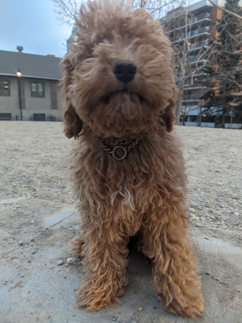 Connaught Off-Leash Dog Park - fenced in dog park in Calgary, Alberta