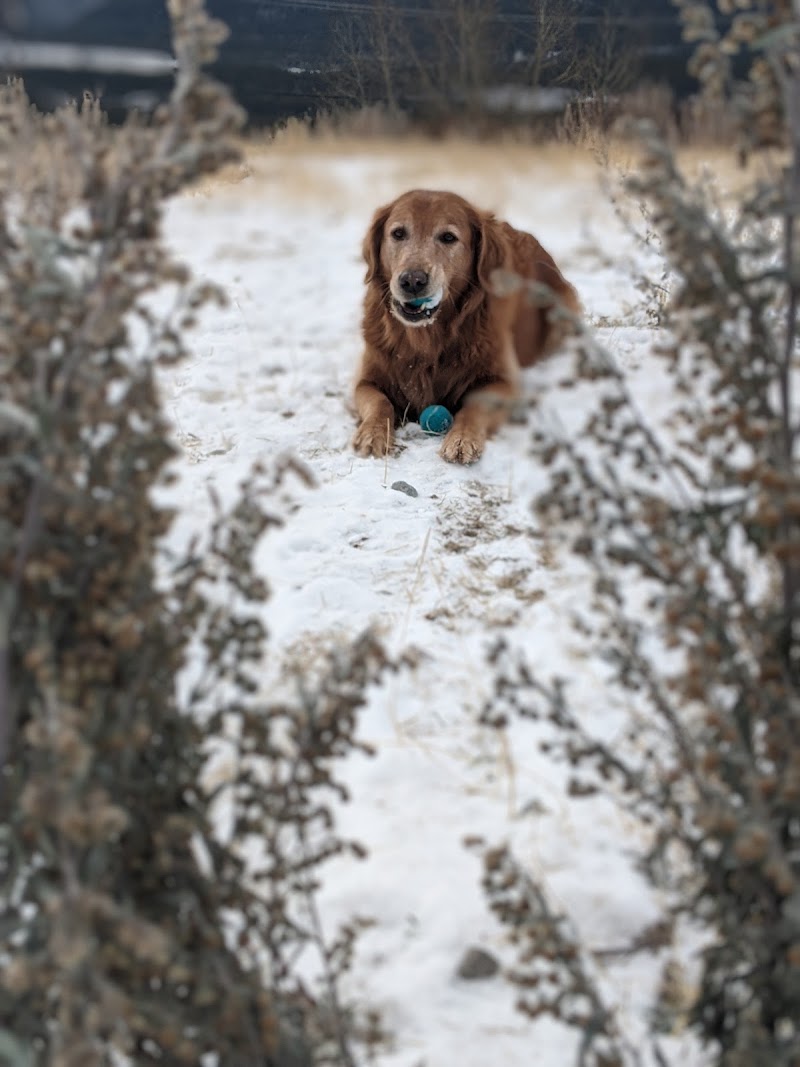 Elk Run Dog Park dog park in Canmore, Alberta