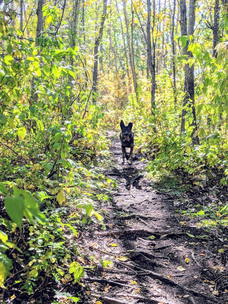 Callingwood Dog Park dog park in Edmonton, Alberta