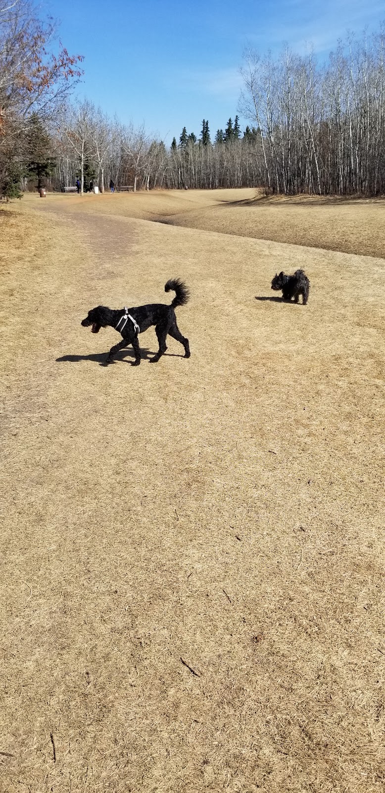 Callingwood Dog Park dog park in Edmonton, Alberta