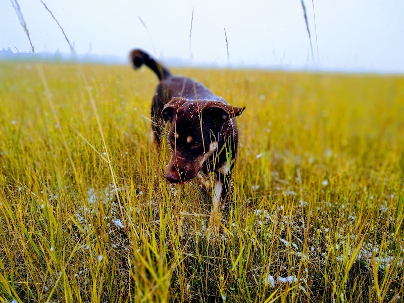 Okotoks Off Leash Dog Park dog park in Okotoks, Alberta