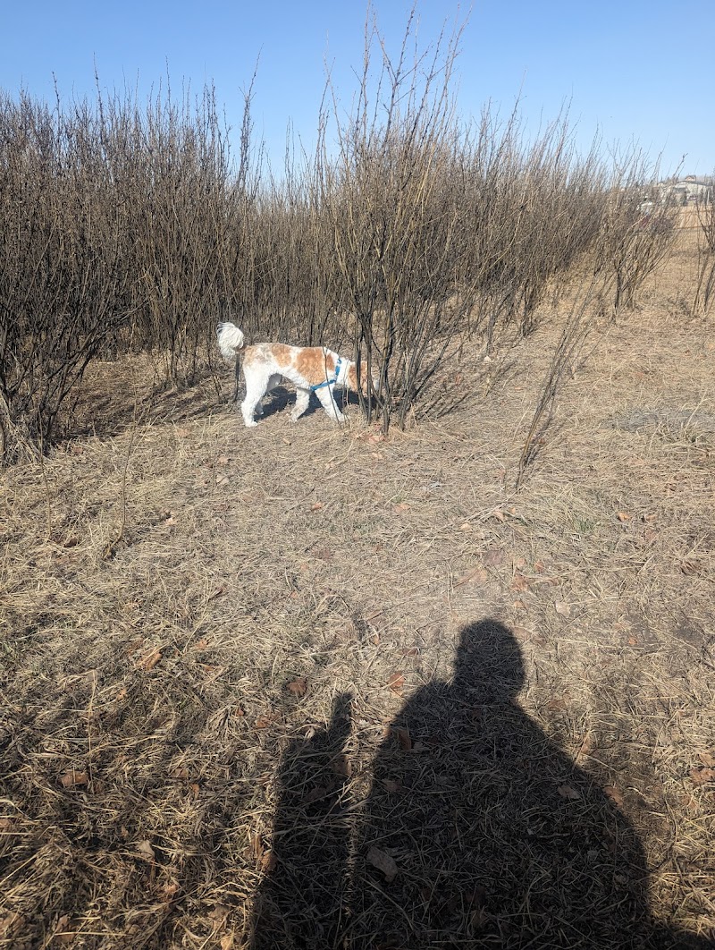 MyWalkies dog park in De Winton, Alberta