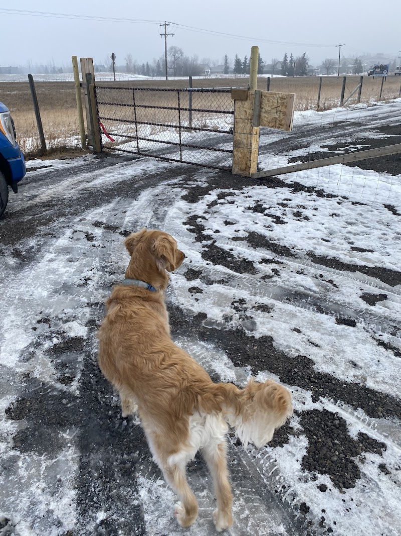 MyWalkies dog park in De Winton, Alberta