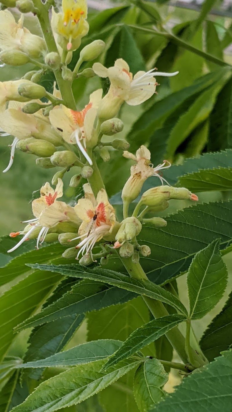 Sally Stewart Park dog park in Sherwood Park, Alberta