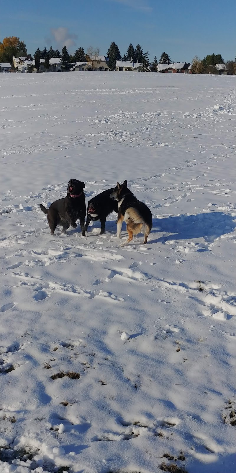 Mcknight/Falconridge Dog Park dog park in Calgary, Alberta