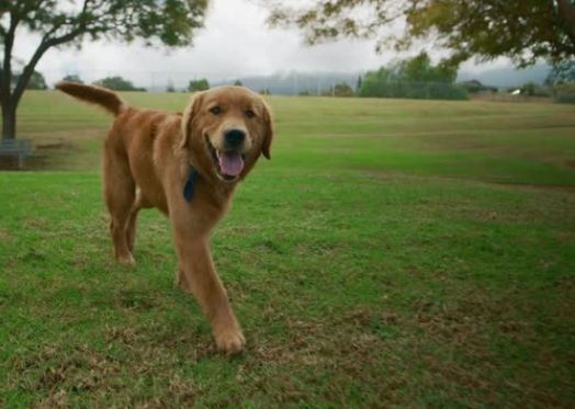 Westvue Dog Park dog park in Medicine Hat, Alberta