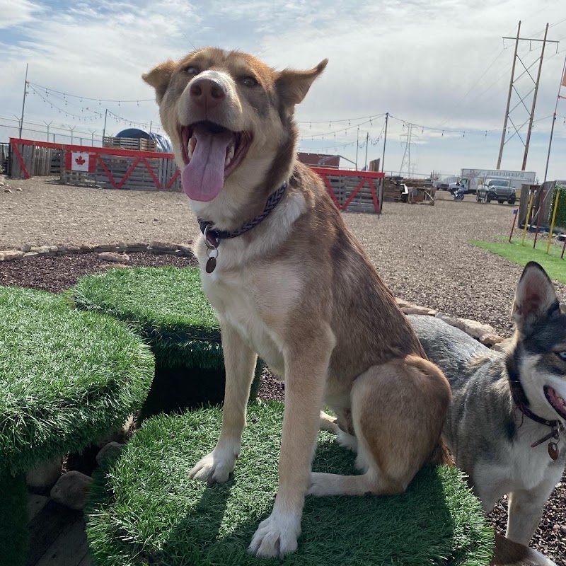 True North K9 Compound INC dog park in Medicine Hat, Alberta