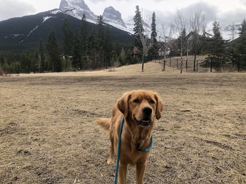Hubman (Three sisters) off leash dog park dog park in Canmore, Alberta