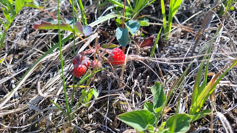 Hubman (Three sisters) off leash dog park dog park in Canmore, Alberta