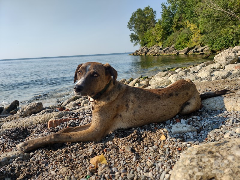 Humber Bay Park West Dog Park dog park in Etobicoke, Ontario