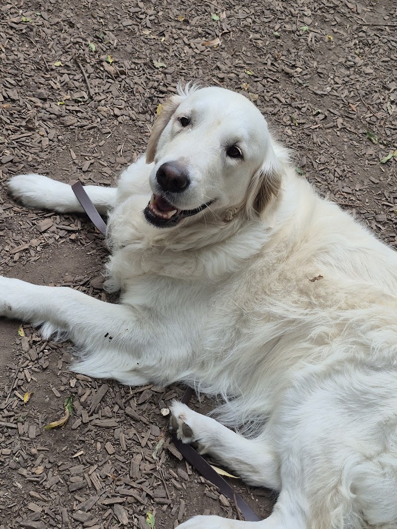 Yonge & York Mills Dog Park dog park in North York, Ontario