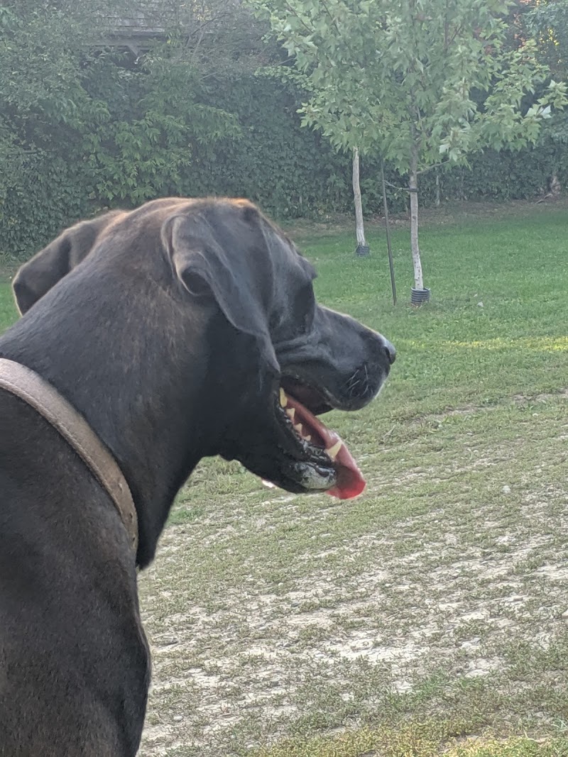 Pocket Designated Off-Leash Area dog park in Toronto, Ontario
