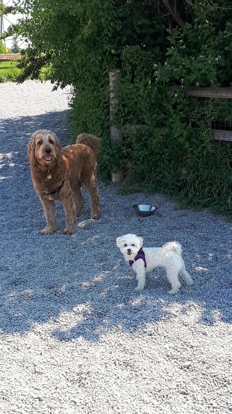 Willowdale Off-Leash Dog Park dog park in North York, Ontario