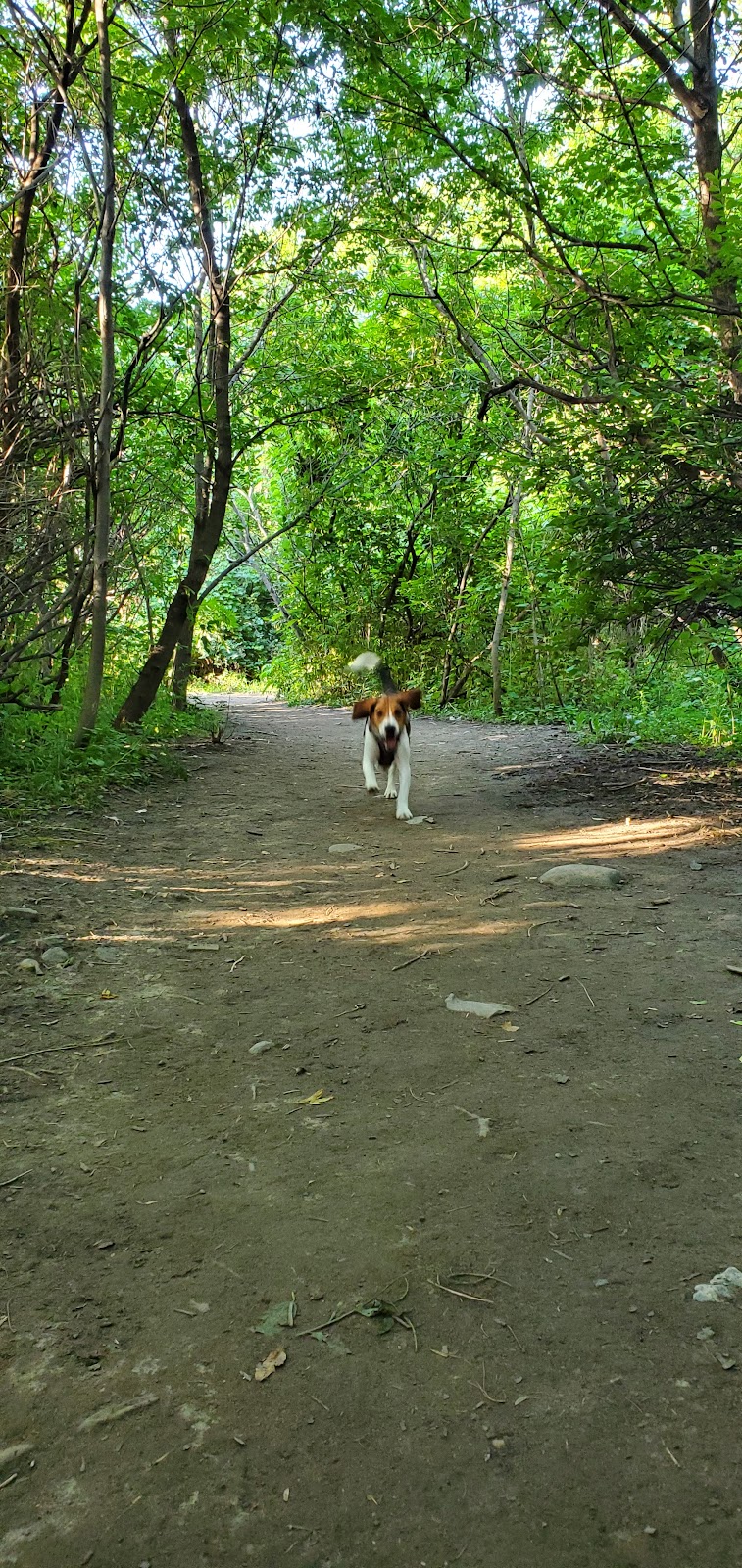 Etobicoke Creek Offleash Dog Park dog park in Mississauga, Ontario