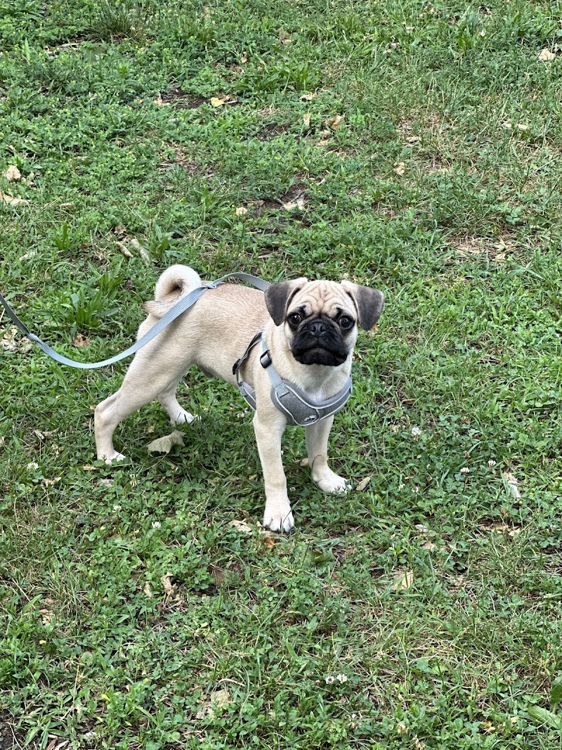 Withrow Park: Unleashed Dog Area dog park in Toronto, Ontario