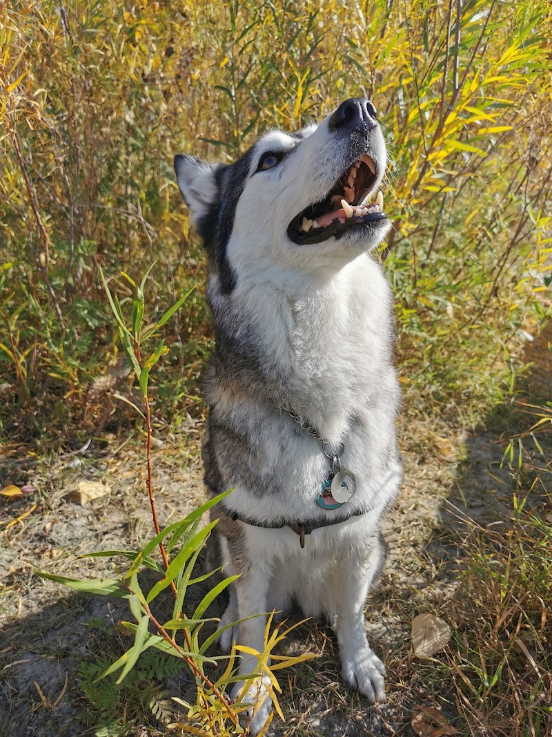 Albert Park Radisson Heights Off Leash Area dog park in Calgary, Alberta