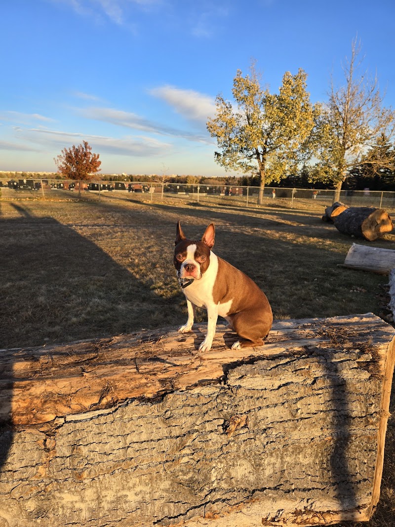 Cambrian Heights Off-leash Dog Park dog park in Calgary, Alberta