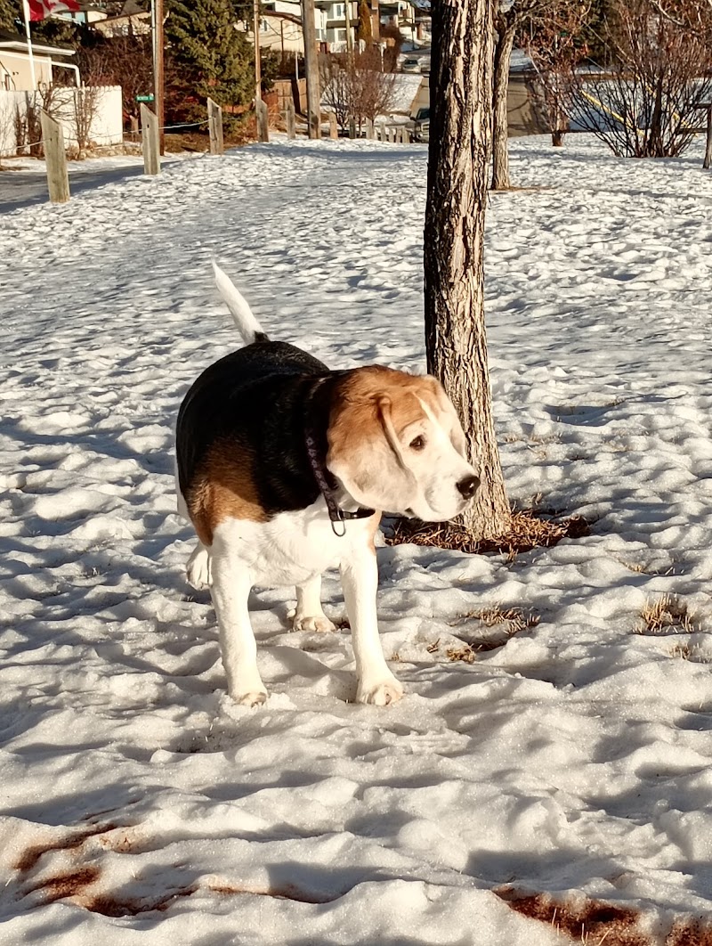 Mayland Heights Off Leash Dog Park dog park in Calgary, Alberta