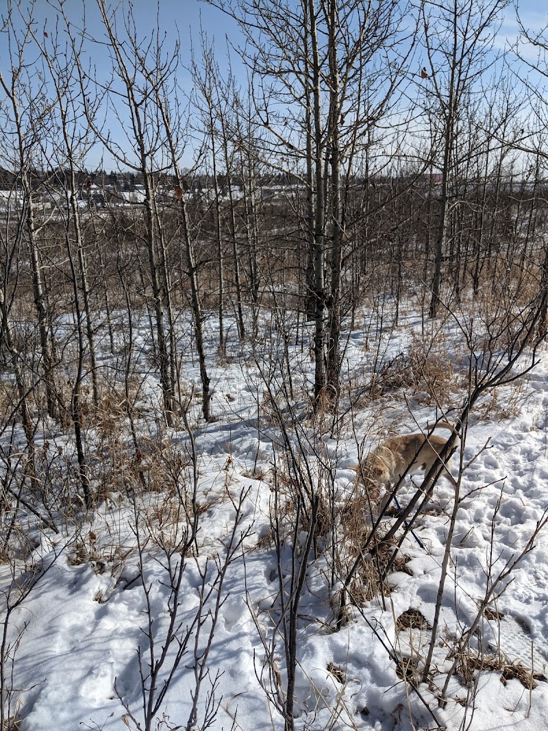 Renfrew Off Leash Park dog park in Calgary, Alberta