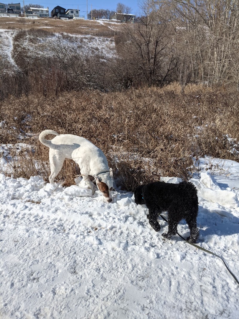 Renfrew Off Leash Park dog park in Calgary, Alberta