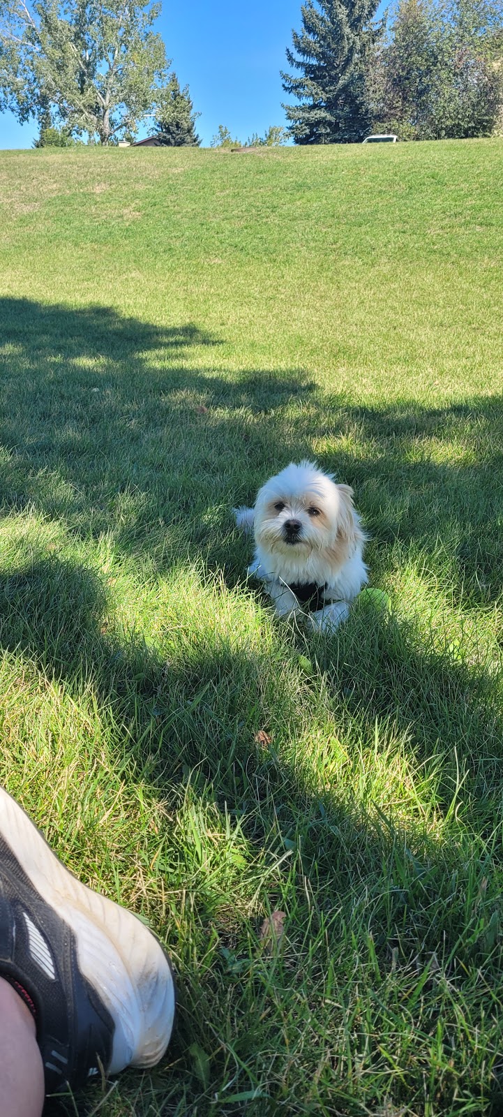 Beddington Area 1 Off Leash Dog Park dog park in Calgary, Alberta