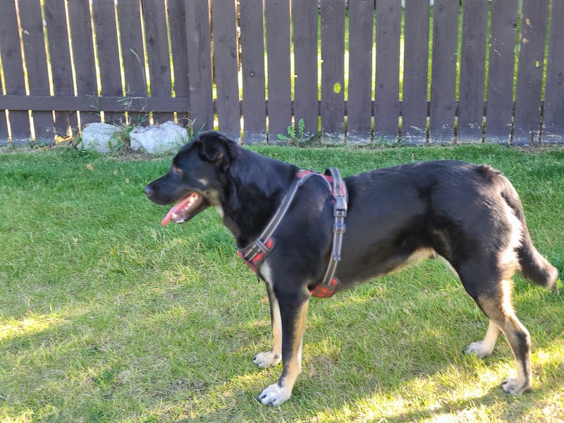 Huntington Hills Area 2 Off Leash Dog Park dog park in Calgary, Alberta