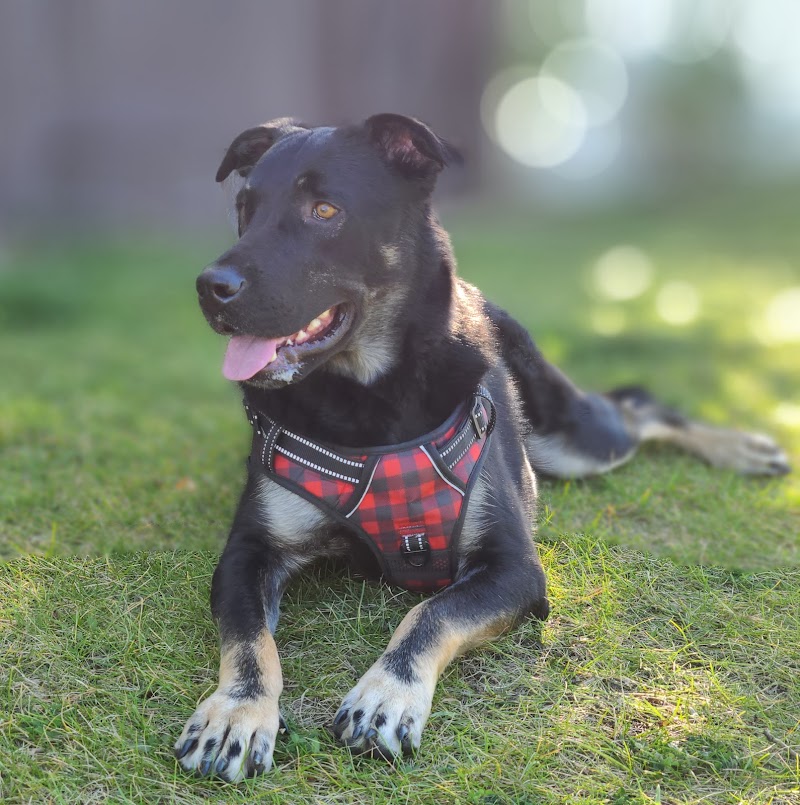 Huntington Hills Area 2 Off Leash Dog Park dog park in Calgary, Alberta