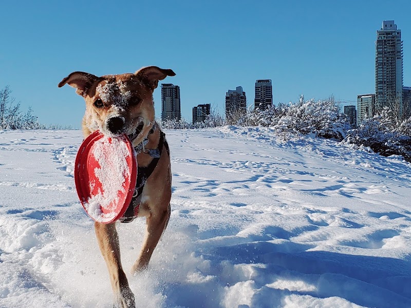 Ramsay Off Leash Dog Park dog park in Calgary, Alberta