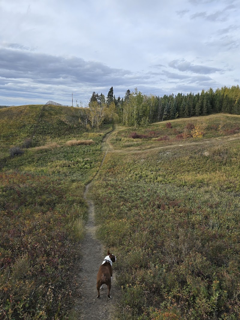 McCall Lake Off Leash Dog Park dog park in Calgary, Alberta