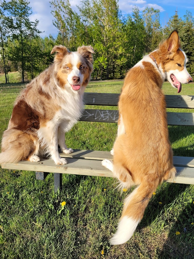 McCall Lake Off Leash Dog Park dog park in Calgary, Alberta
