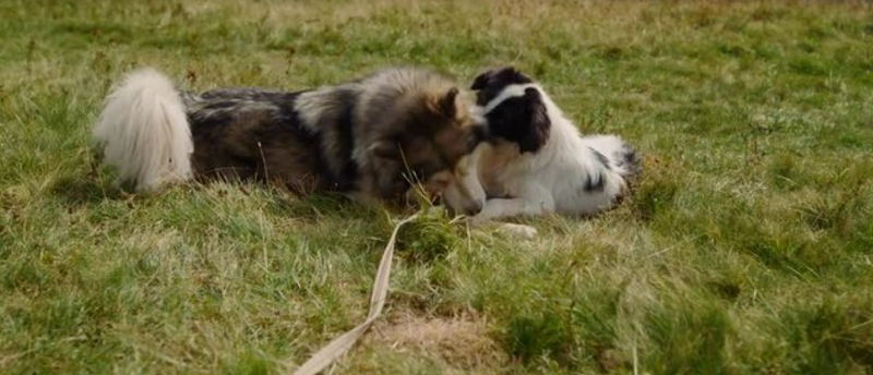 Beddington Area 3 Off Leash Dog Park dog park in Calgary, Alberta