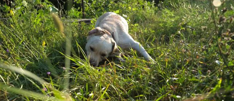 Huntington Hills Area 3 Off Leash Dog Park dog park in Calgary, Alberta