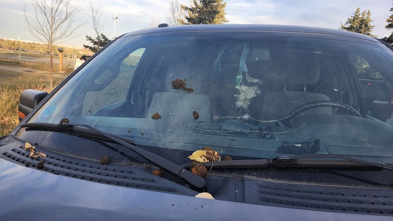 Queens Park Off-leash Area dog park in Calgary, Alberta