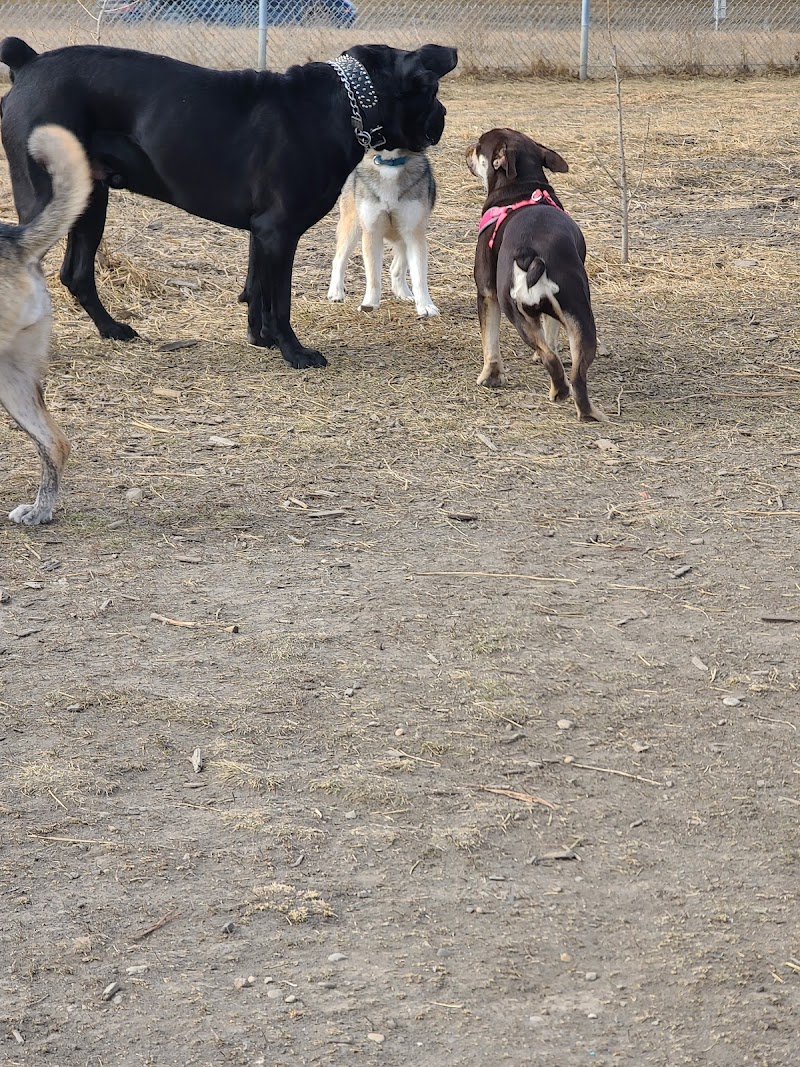West Nose Creek Off Leash Area dog park in Calgary, Alberta