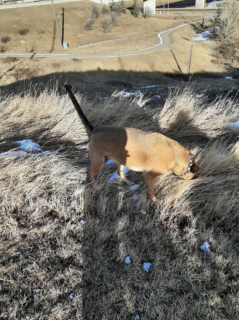 Huntington Off-Leash Dog Park dog park in Calgary, Alberta