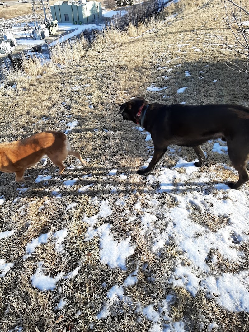 Huntington Off-Leash Dog Park dog park in Calgary, Alberta